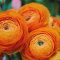 How to Plant, Grow, and Care for Persian Buttercups