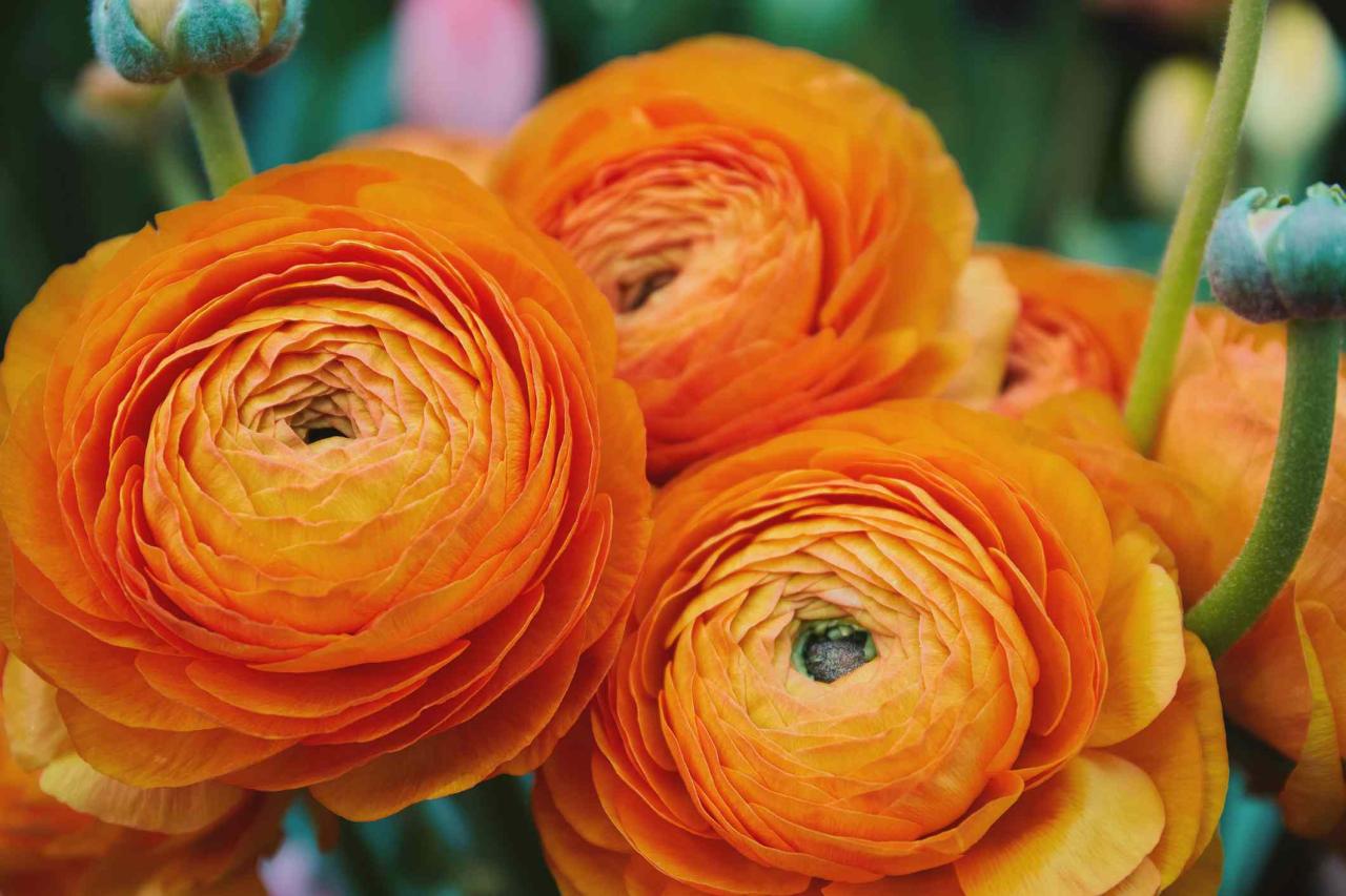 How to Plant, Grow, and Care for Persian Buttercups