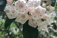 Mountain Laurel flowers : r/botany