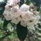 Mountain Laurel flowers : r/botany