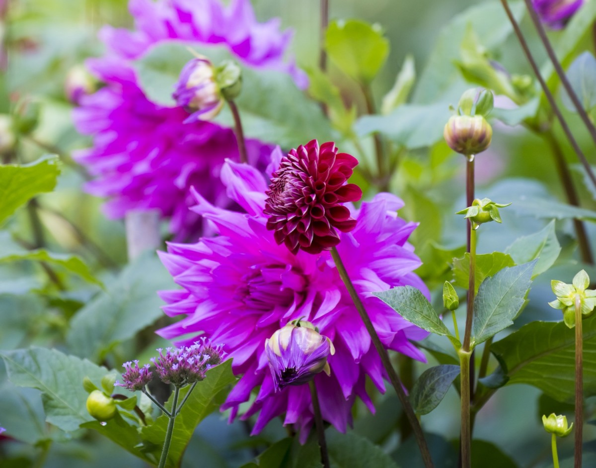 Dramatic Dahlia Flowers - Flower Magazine