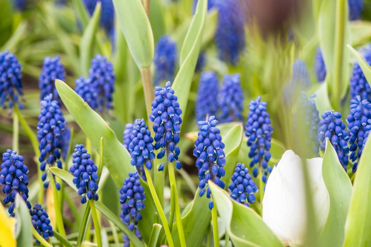 Hyacinth Flowers Photos, Download The BEST Free Hyacinth Flowers Stock ...