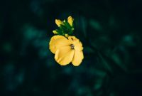 Wallflower Photos, Download The BEST Free Wallflower Stock Photos &amp; HD ...