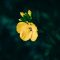 Wallflower Photos, Download The BEST Free Wallflower Stock Photos &amp; HD ...