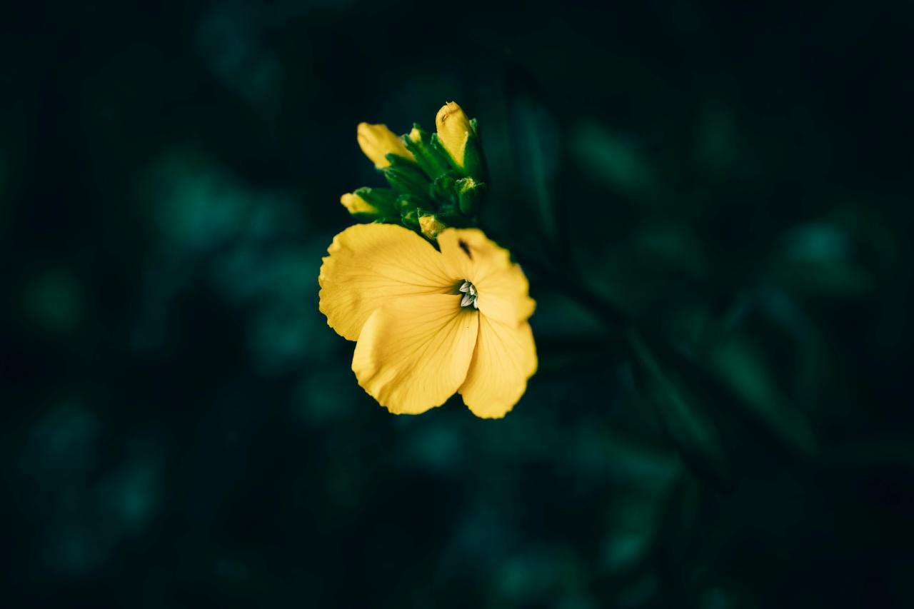 Wallflower Photos, Download The BEST Free Wallflower Stock Photos &amp; HD ...