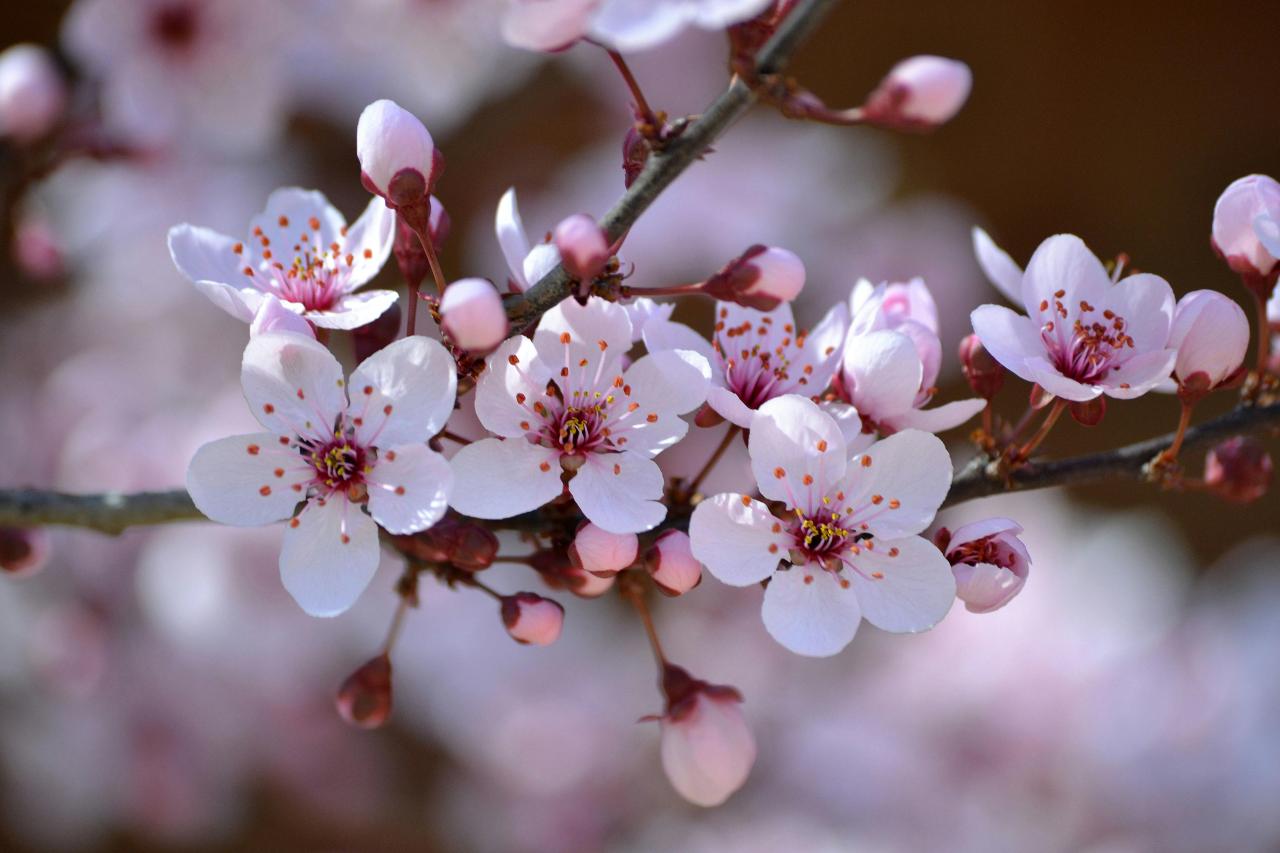 Cherry Blossom Flower Photography