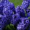 Hyacinth Flowers Photos, Download The BEST Free Hyacinth Flowers Stock ...