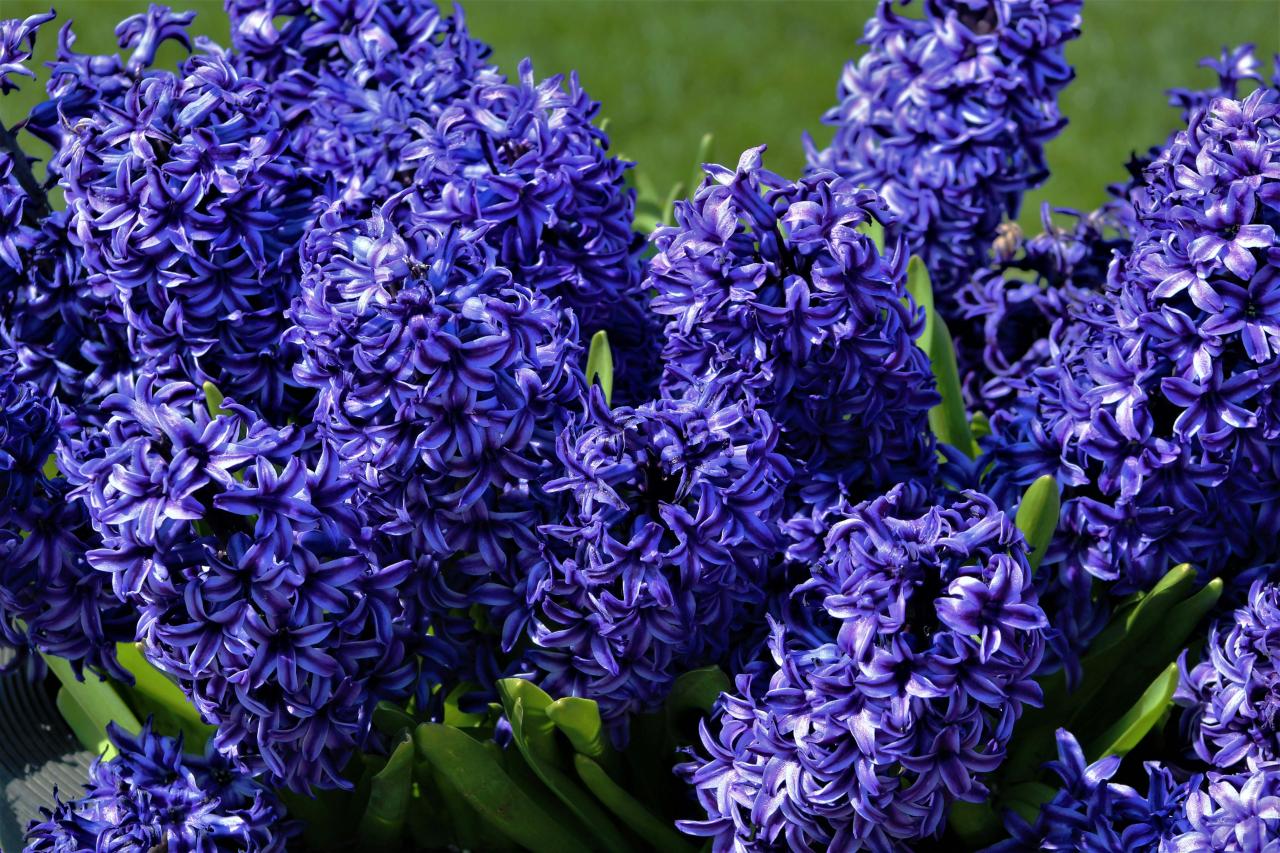 Hyacinth Flowers Photos, Download The BEST Free Hyacinth Flowers Stock ...