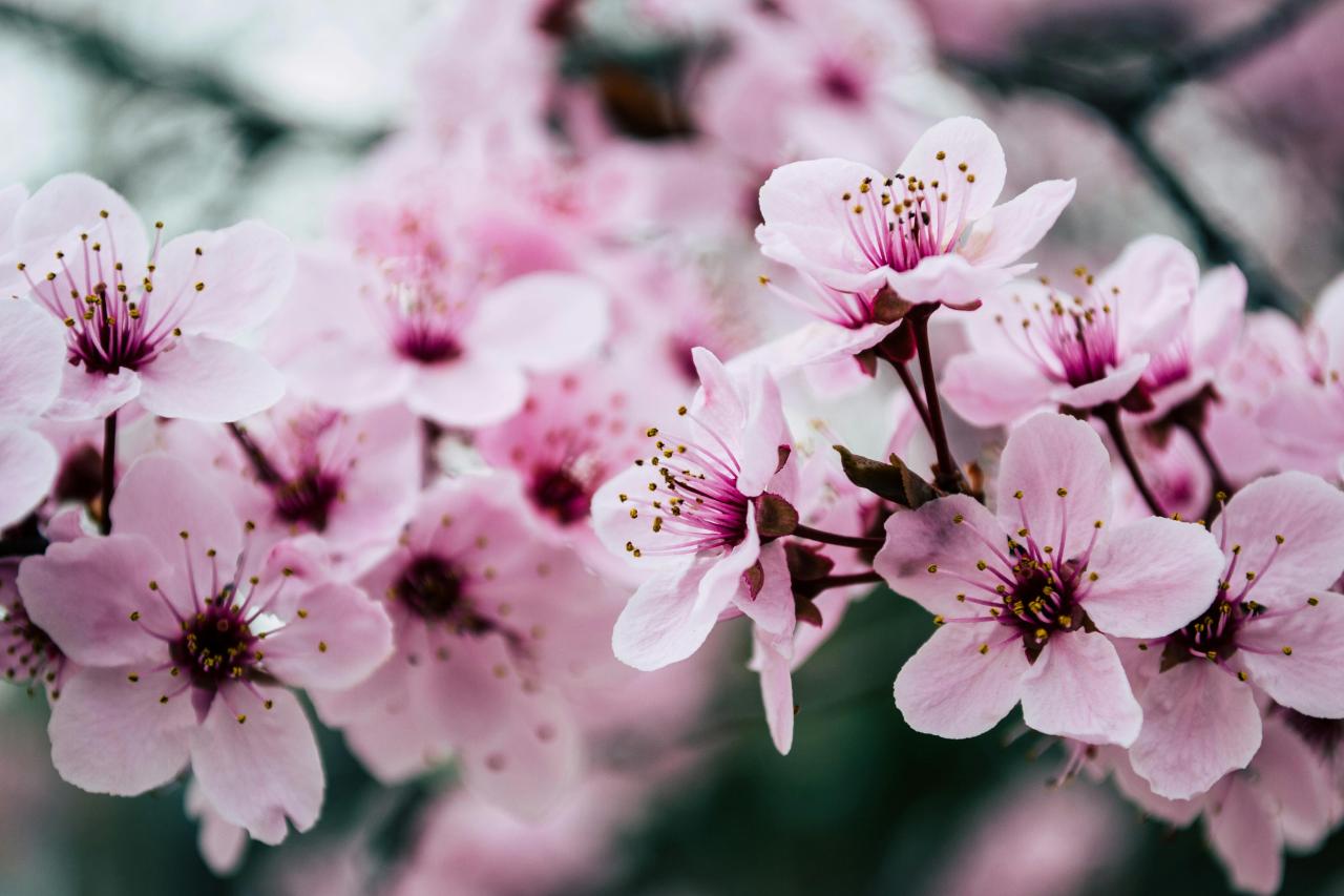 1000+ Interesting Cherry Blossom Photos · Pexels · Free Stock Photos