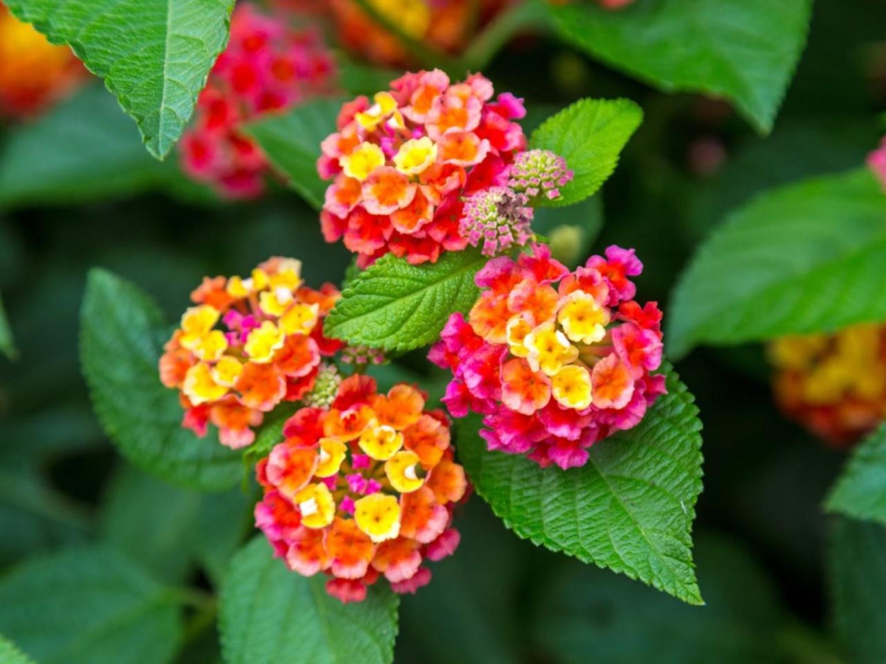 Different Lantana Plant Varieties - Types Of Lantana For The Garden