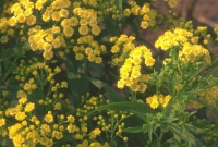 x Solidaster - x Solidaster luteus plant