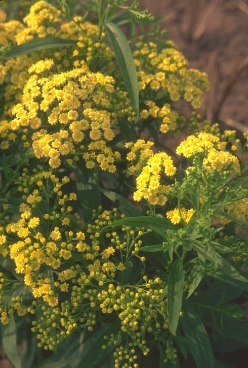 x Solidaster - x Solidaster luteus plant