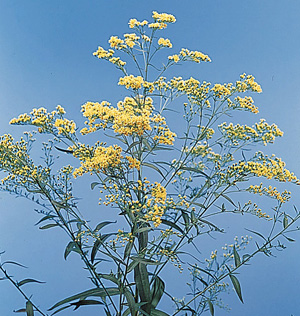 Golden Solidaster - X Solidaster luteus - Calyx Flowers, Inc