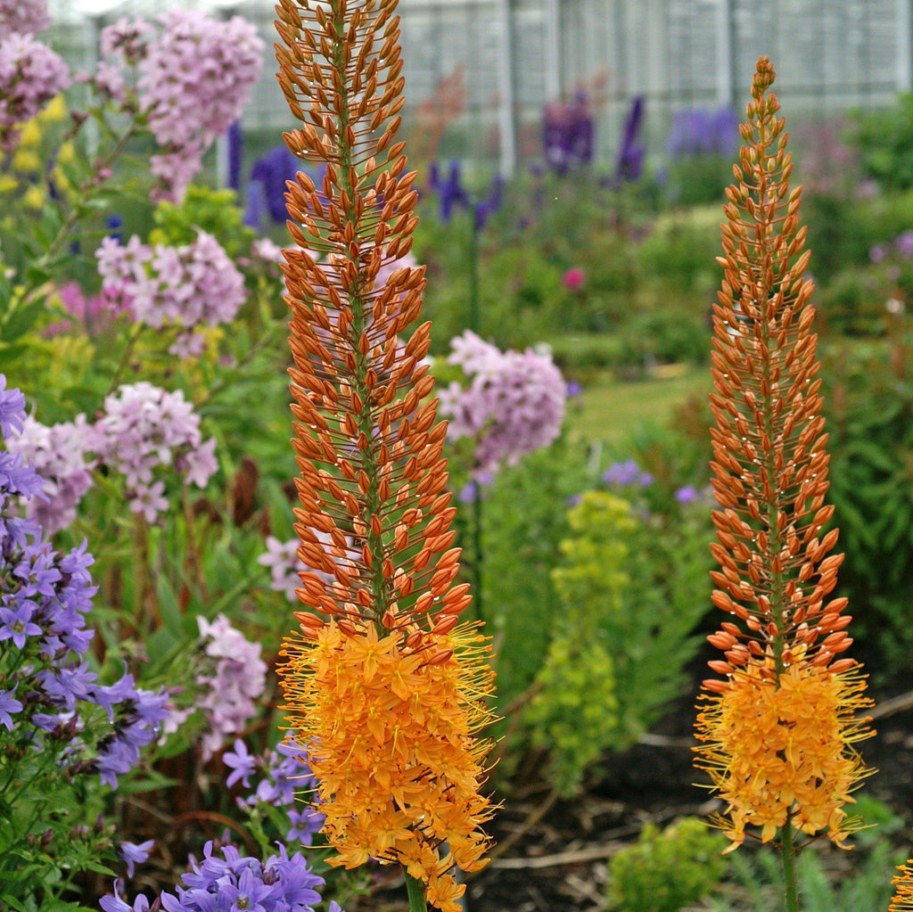 Foxtail Lilies - (Eremurus) Planting Guide – Easy To Grow Bulbs
