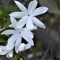 Vining Jasmine: Care and Growing Guide