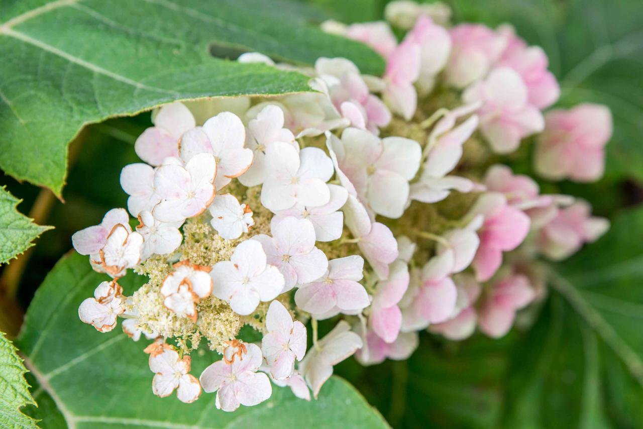 Hydrangea: Plant Care &amp; Growing Guide