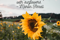 Sunflower | The Canadian Encyclopedia