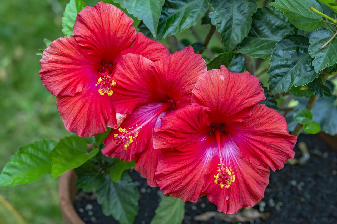 How to Grow and Care for Tropical Hibiscus