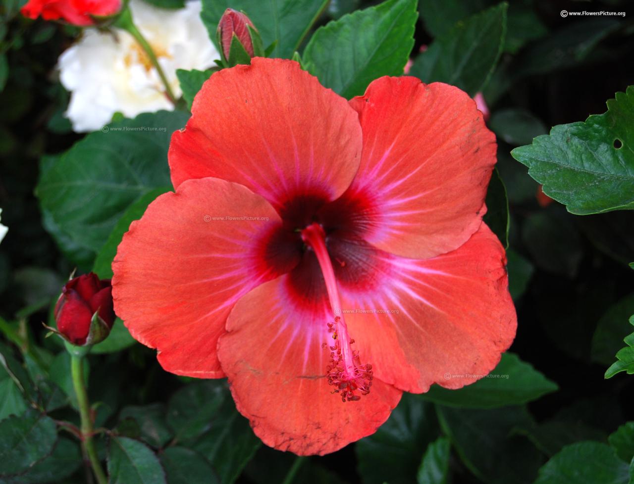 Hibiscus flower varieties