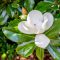 12 Popular Types of Magnolia Trees and Shrubs