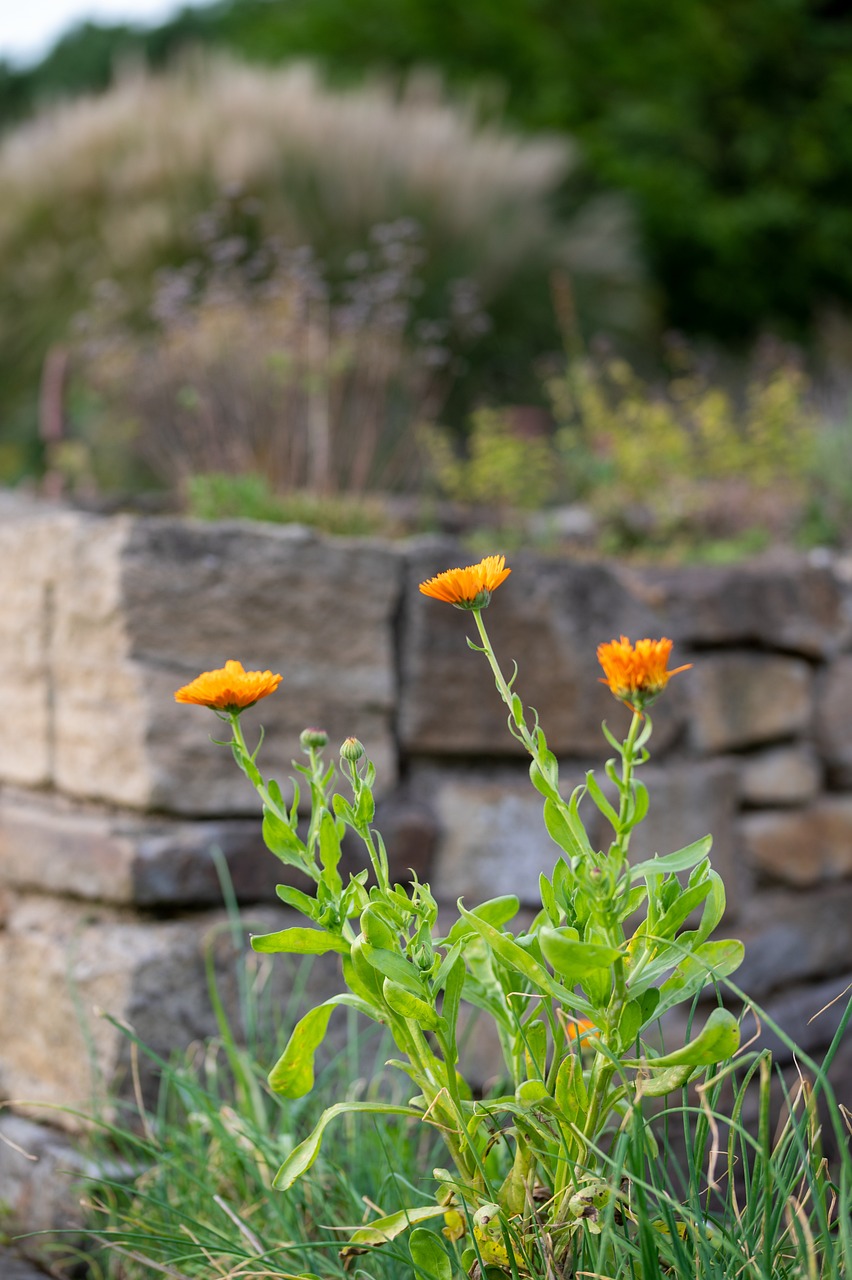 Wall Flower Wallflower - Free photo on Pixabay - Pixabay