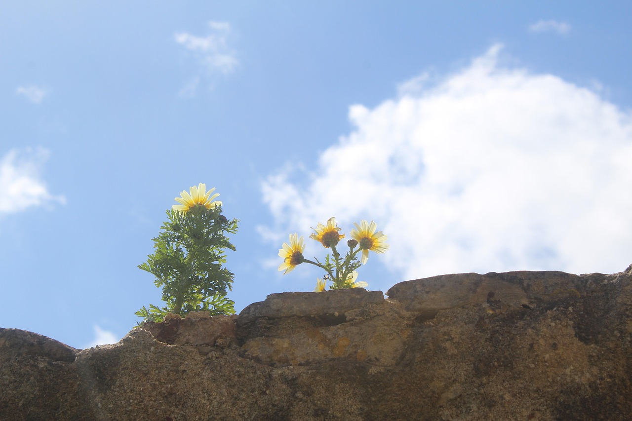 Wallflower Wall Flower - Free photo on Pixabay - Pixabay